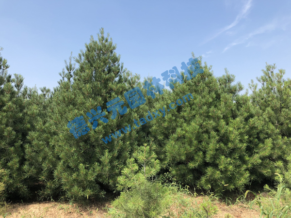 �c���鿴Ԕ����Ϣ���}����Ƥ�� ��x�Δ�(sh��)��2210