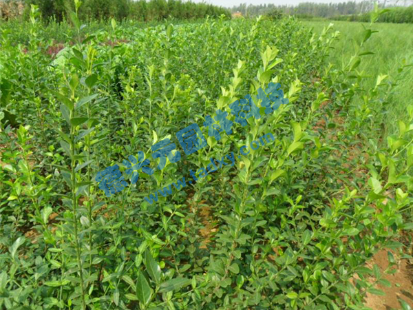 �c���鿴Ԕ��(x��)��Ϣ��(bi��o)�}�����~������ ��x�Δ�(sh��)��2717