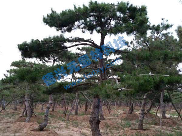 �c���鿴Ԕ��(x��)��Ϣ��(bi��o)�}������ ��x�Δ�(sh��)��2415