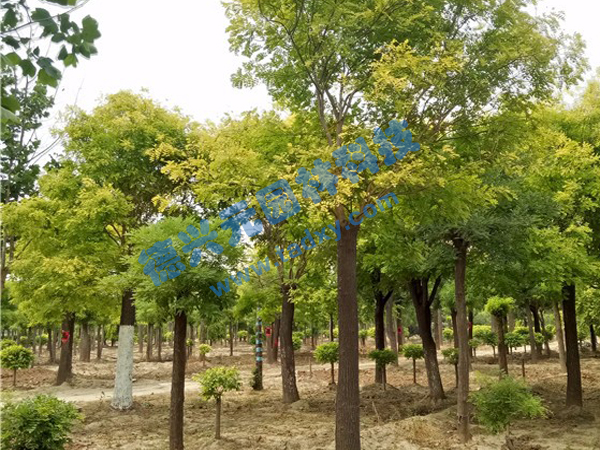 �c���鿴Ԕ����Ϣ���}�����~�� ��x�Δ�(sh��)��2279