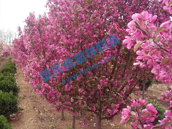 �c���鿴Ԕ����Ϣ���}���k������ ��x�Δ�(sh��)��2193