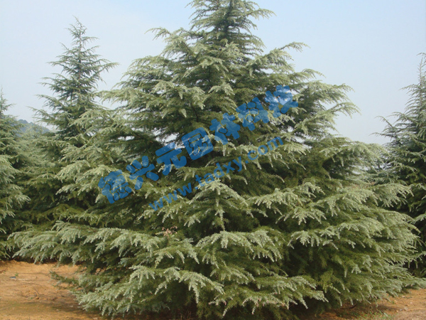 �c���鿴Ԕ��(x��)��Ϣ��(bi��o)�}��ѩ�� ��x�Δ�(sh��)��1908