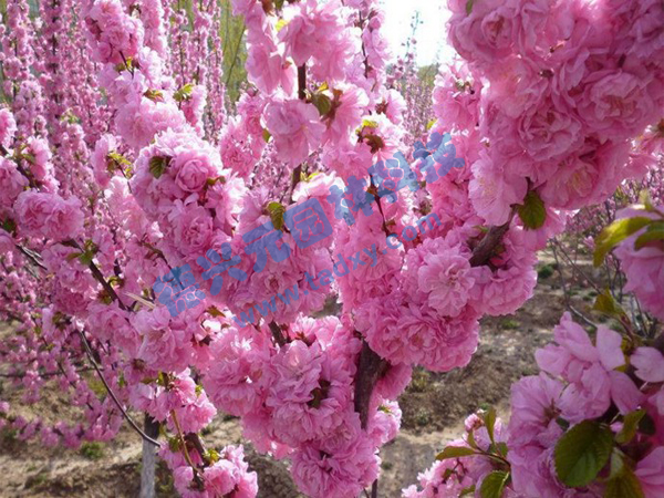 �c���鿴Ԕ��(x��)��Ϣ��(bi��o)�}���ѻ� ��x�Δ�(sh��)��1957