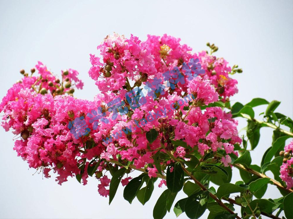 �c���鿴Ԕ��(x��)��Ϣ��(bi��o)�}����ޱ ��x�Δ�(sh��)��1902